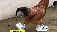 公鸡穿鞋在院子里踱步，网友毫无违和感