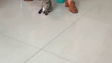 在家长的陪同下乖乖输液，猫咪：猫猫我呀又被两脚兽带去打针了