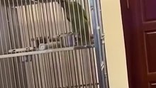 男子拍鹦鹉放声高歌，发音准确深情投入。网友：送去动物园进修，别耽误孩子