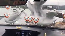 男子隔着车窗“投喂”海鸥，。海鸥捡了半天啥也捞不到