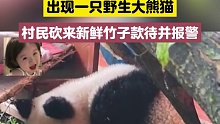陕西西安一农家小院出现一只野生大熊猫，村民砍来新鲜竹子款待并报警
