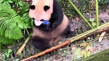 游客手机不慎掉落进熊猫池，熊猫咬了手机一口