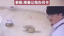 男子在猫咖上班，对猫咪爱不释手。