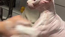 男主人给无毛猫搓澡，有东北澡堂感觉了。网友：轻点，看给孩子毛都搓没了