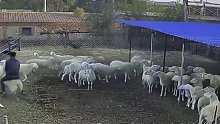 男子骑在羊背上其它羊纷纷避让，羊：你们为什么都躲着我