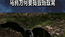 为什么乌鸦要故意捣毁蚂蚁窝