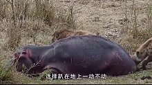 2只鬣狗撕咬河马关键部位!