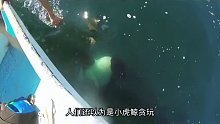 救援虎鲸