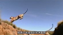 把两只老虎空降到非洲大陆，会发生什么事情 (1)