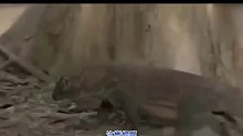 难以置信--科莫多巨蜥在狩猎时遭到一群猴子袭击并受伤
