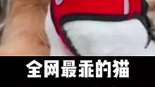 全网最乖的猫被狗哥们宠上天