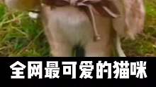 全网最可爱的猫咪