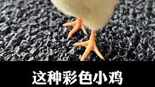 这种彩色小鸡千万不要给孩子买回家。