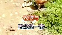 老鹰带着鸡妈妈一家