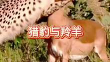 猎豹与羚羊