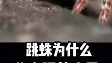跳蛛为什么总会盯着人看