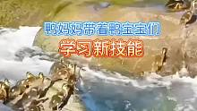 鸭妈妈带着鸭宝宝学习新技能
