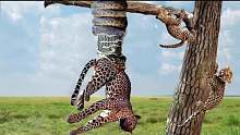 太可怕了!巨蟒吞豹，逃离巨蟒残暴攻击的苦战!