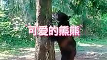 可爱的熊熊
