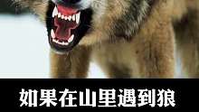如果你在山里遇到狼，应该怎么办？