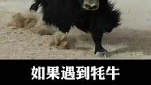 如果遇到牦牛，应该怎么办