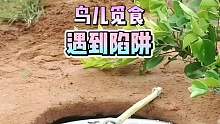 鸟儿觅食遇到陷阱
