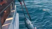 猖狂的鲨鱼打劫渔民垂钓的金枪鱼