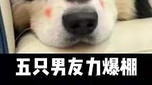 五只男友力爆棚最像男朋友的狗