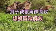 狮子被鬣狗围攻，雄狮冒险解救