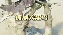 抓捕大黑鸟