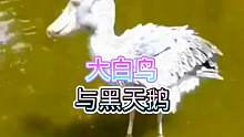 大白鸟与黑天鹅互动