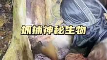 抓捕神秘生物