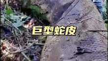 巨蟒被掏空身体只剩下一具空壳