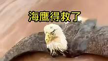 海鹰得救了