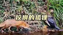 狐狸抓鸟