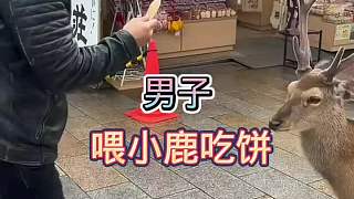 男子喂小鹿吃餅