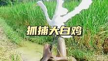 抓捕大白鸡