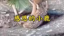 男子救援的一只梅花鹿，竟然带着妈妈上门感恩
