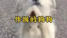 瘦骨流浪狗竟对路人作揖，背后隐情令人泪目