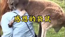 袋鼠妈妈的意外离世，竟引出这般感人后续