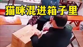 貓咪混進(jìn)箱子里