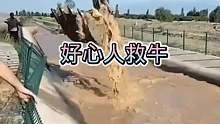好心人利用挖土机救牛