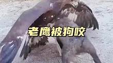 老鹰抓住一只小奶狗刚想吃掉，结果意外发生