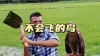 一只傻鳥