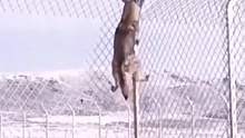 野狼翻越围栏偷羊