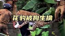 花豹偷狗被三哥抓捕