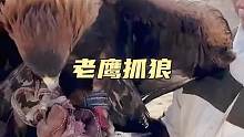 老鹰抓狼
