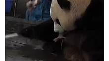 熊猫妈妈太伟大了，生下了两个小熊猫
