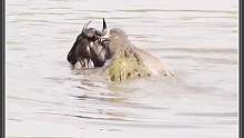 角马过河遭鳄鱼袭击最后却奇迹逃生