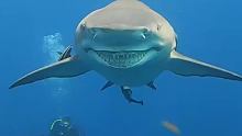鲨鱼性格温顺堪称海中哈士奇
